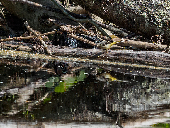 Grey Wagtail