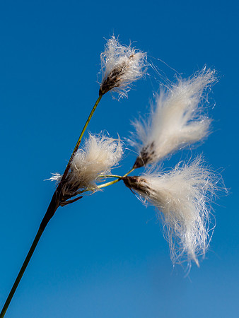 Bog Cotton