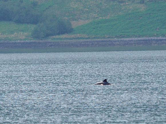 Harbour Porpoise
