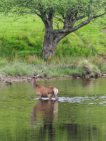 Red Deer in the Velvet