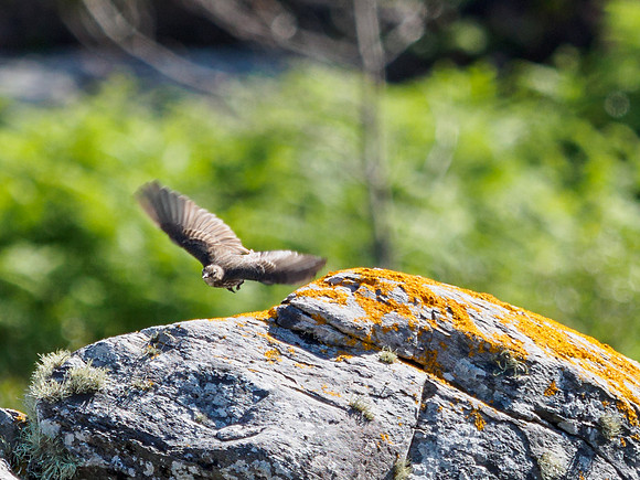 Rock Pipit?