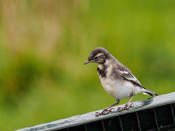 Pied Wagtail