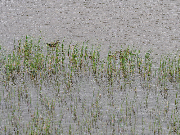 Mallard and Ducklings