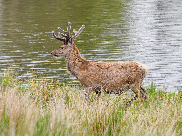 Red Deer in the Velvet