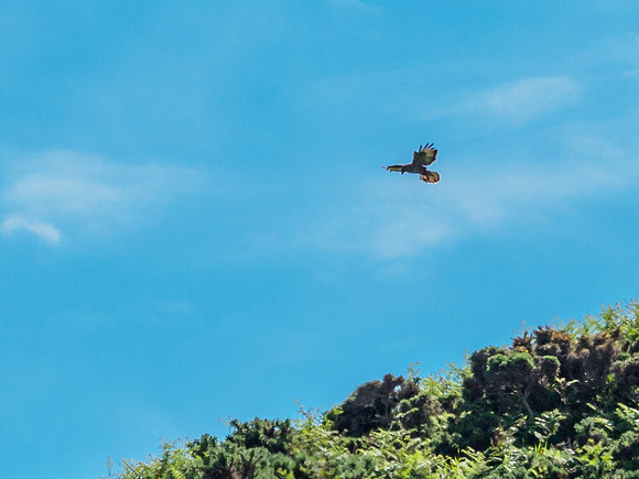 Hovering Buzzard
