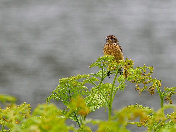 Female Stonechat