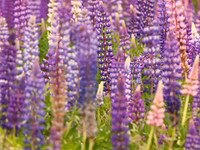 Lots of Lupins