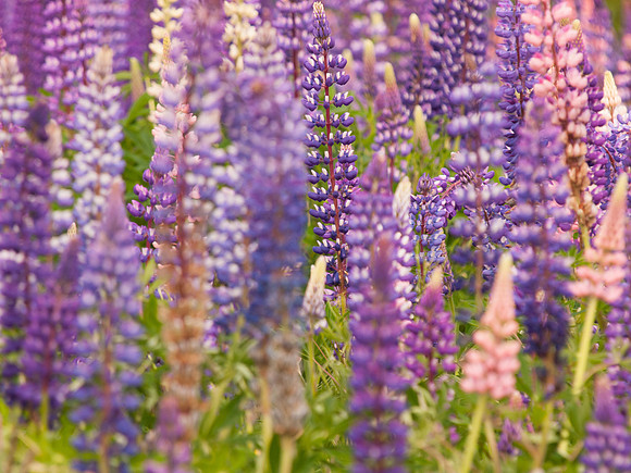 Lots of Lupins