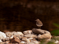 Sand Piper