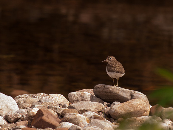 Sand Piper