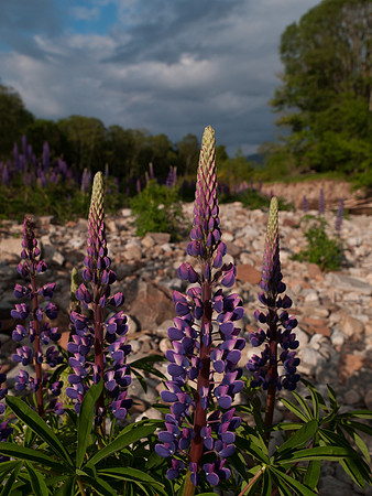 Lupins