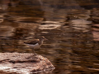 Sand Piper