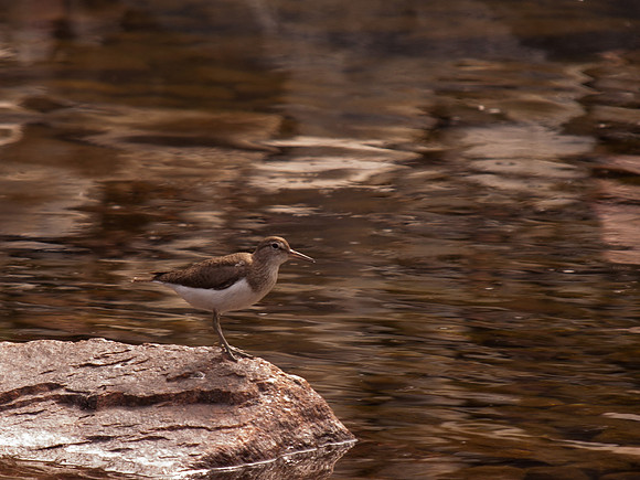 Sand Piper