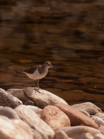 Sand Piper
