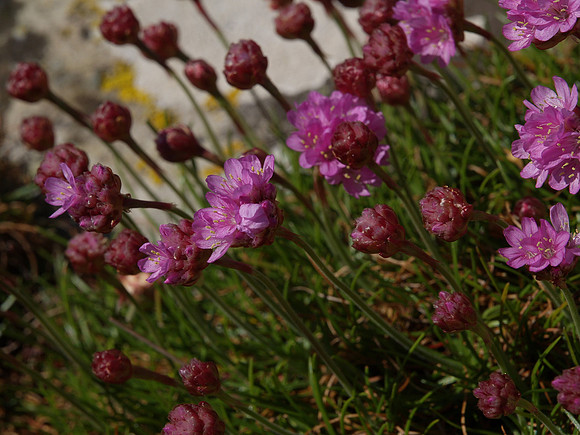 Sea Pinks