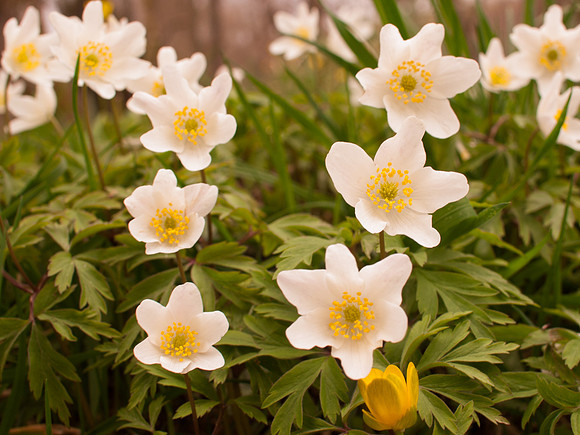 Anenomes