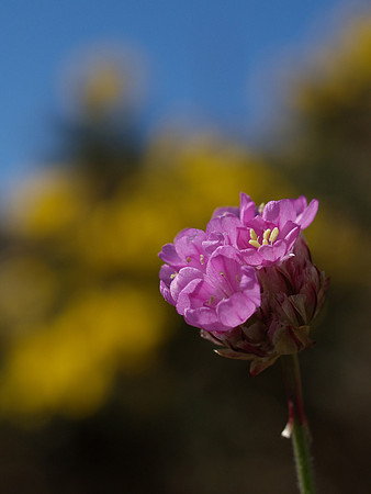Sea Pink