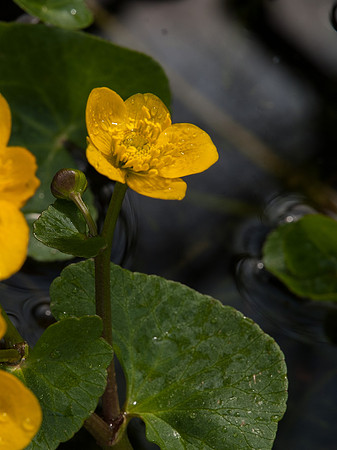 Marsh Marigold