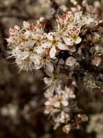 Blossom