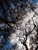 Trees