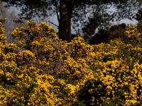 Gorse