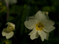 Wild Primrose