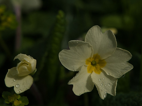 Wild Primrose