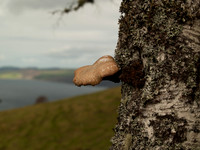Fungus and Loch Ness