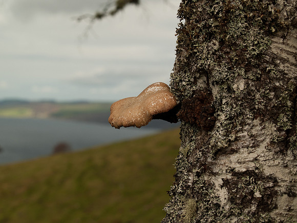 Fungus and Loch Ness