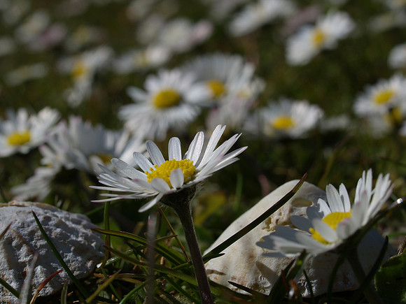 Daisies on the Machair