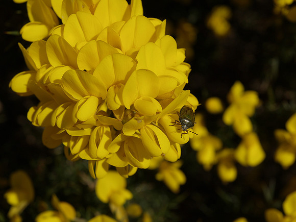 Bug on Gorse