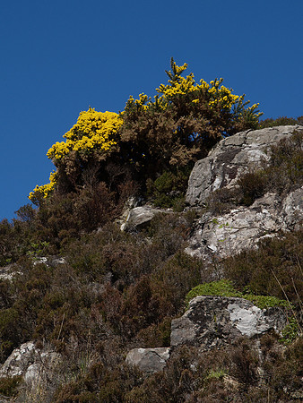 Gorse on the Skyline