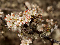Blossom
