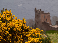 Urquhart Castle & Gorse