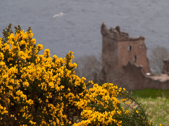 Urquhart Castle & Gorse