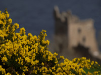 Urquhart Castle & Gorse