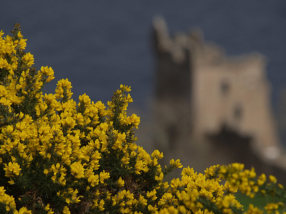 Urquhart Castle & Gorse