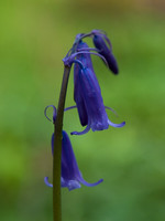 Bluebell