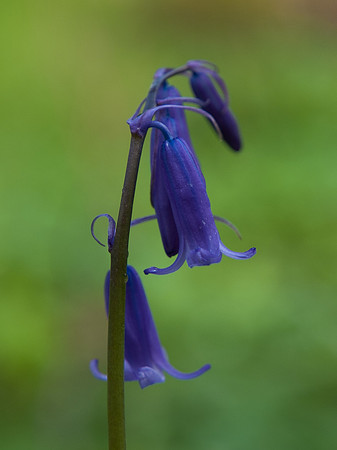 Bluebell