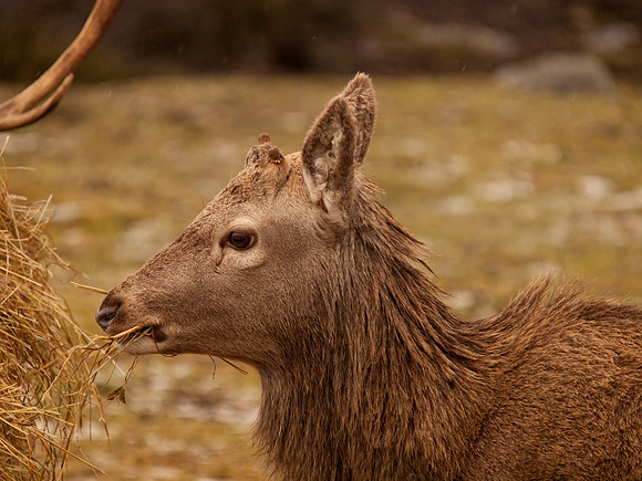 Cannich Deer
