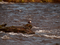 Dipper