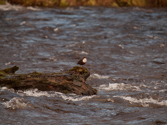 Dipper
