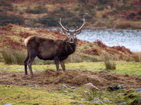 Red Deer Stag