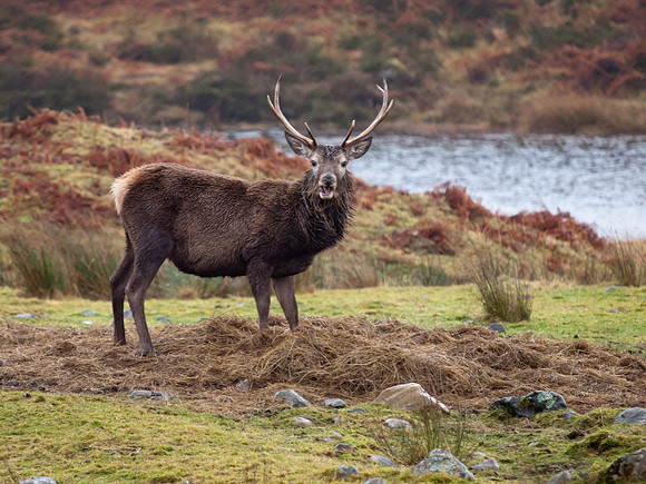 Red Deer Stag
