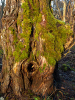 Mossy Tree Trunk