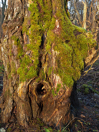 Mossy Tree Trunk