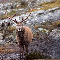 Red Deer Stag