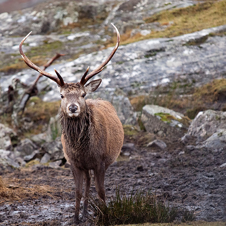 Red Deer Stag
