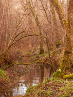 Pond