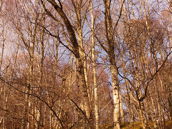 Glen Coiltie